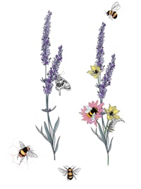 lavender and bees on a white background