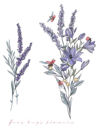 a drawing of lavender flowers and bees on a white background